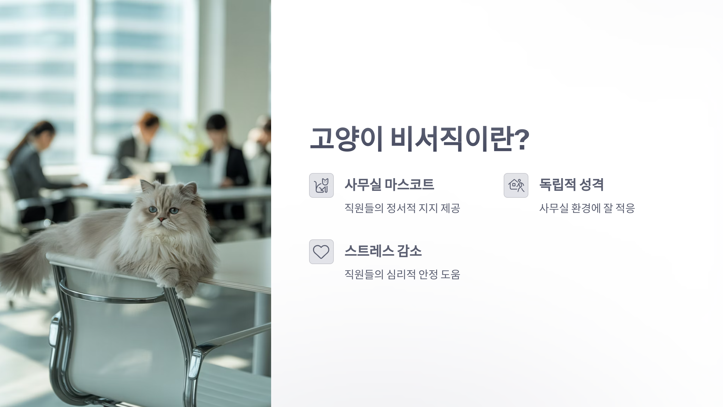 참조-고양이-비서직-2