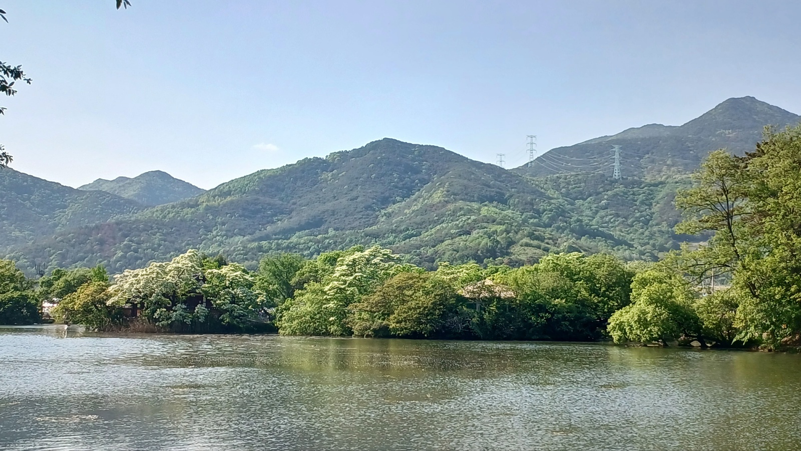 밀양 위양지 이팝나무3