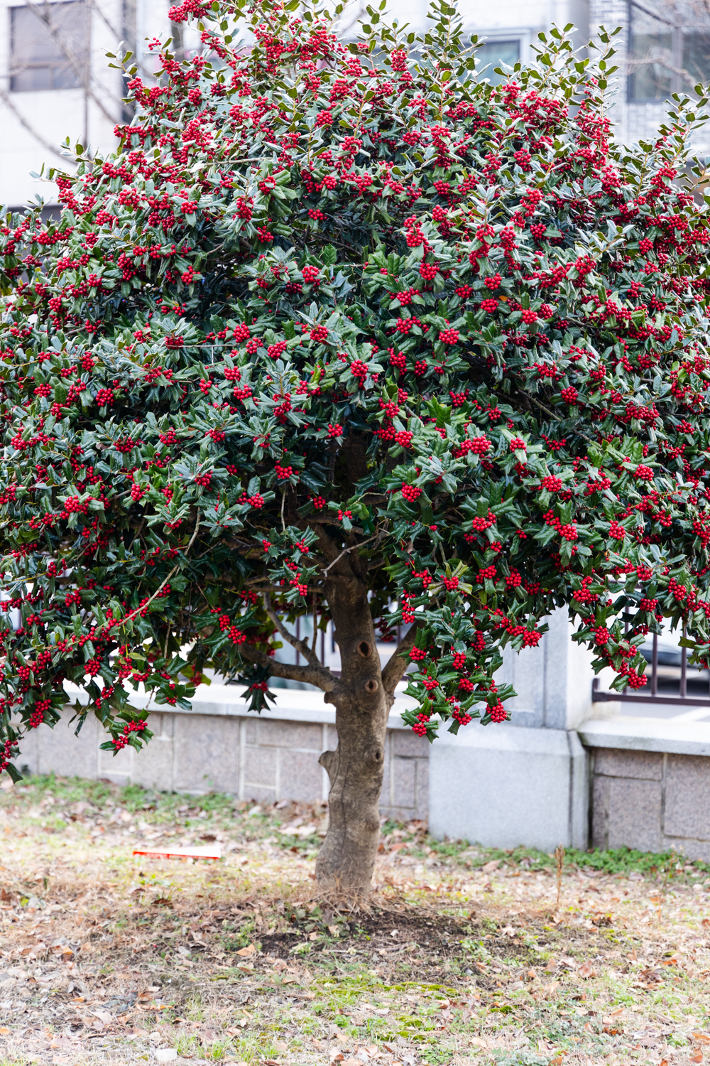 호랑이발톱나무