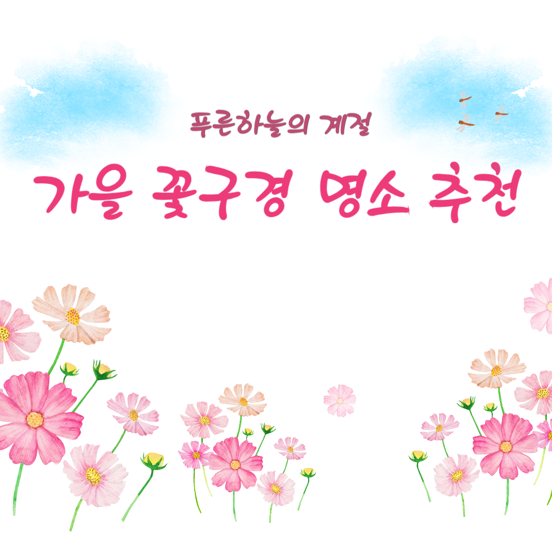 [10월 국내 여행지 꽃구경 추천] 코스모스 / 억새 / 꽃무릇 가을꽃 구경 명소 장소 추천
