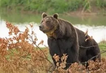 우수리 불곰 특징 성격 서식지_5
