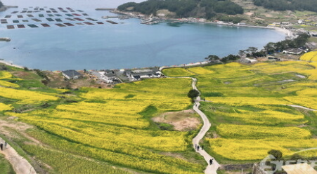청산도 배편 완벽 가이드(완도에서 가는 배)