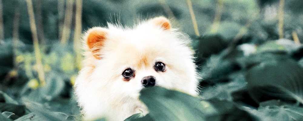 강아지 낙상사고 6