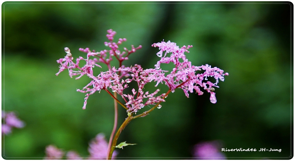 Korean_meadowsweet