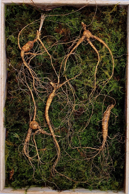 6시내고향 평창 산양삼 효능 및 구매 정보 삼부자 평창 산양삼