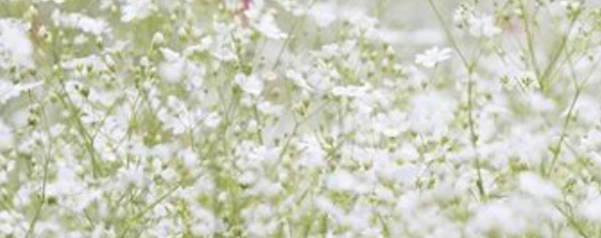 아름다운 안개꽃1