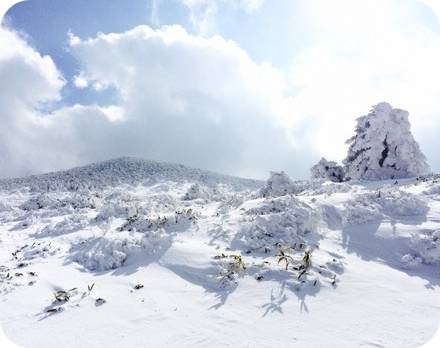 한라산눈꽃