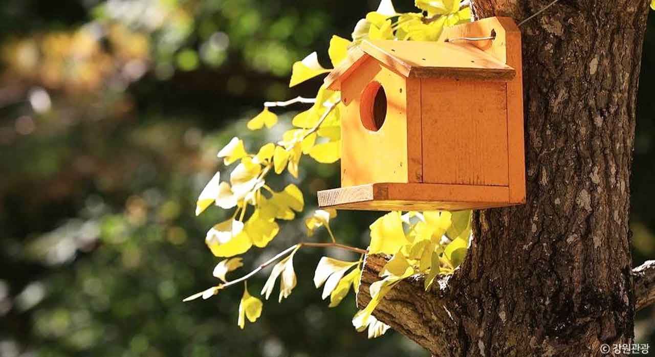 홍천 은행나무숲 (강원도)