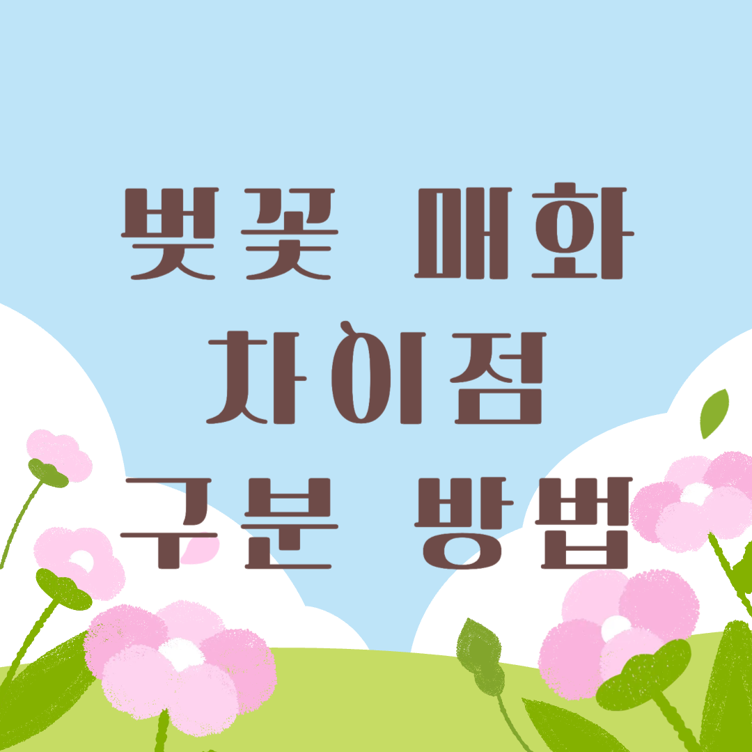 벚꽃 매화 차이점