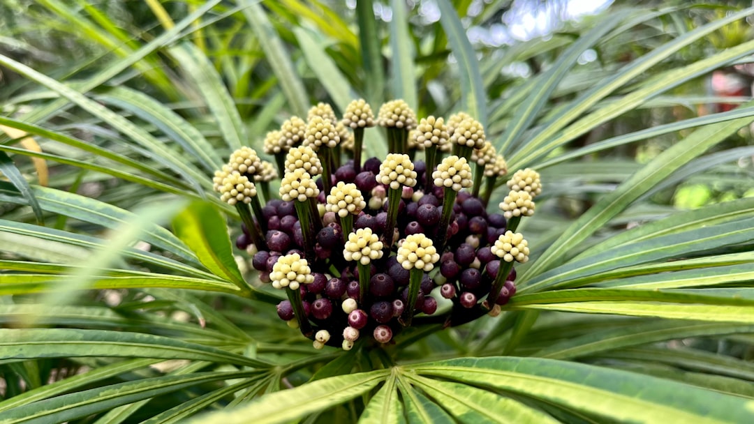 Aralia