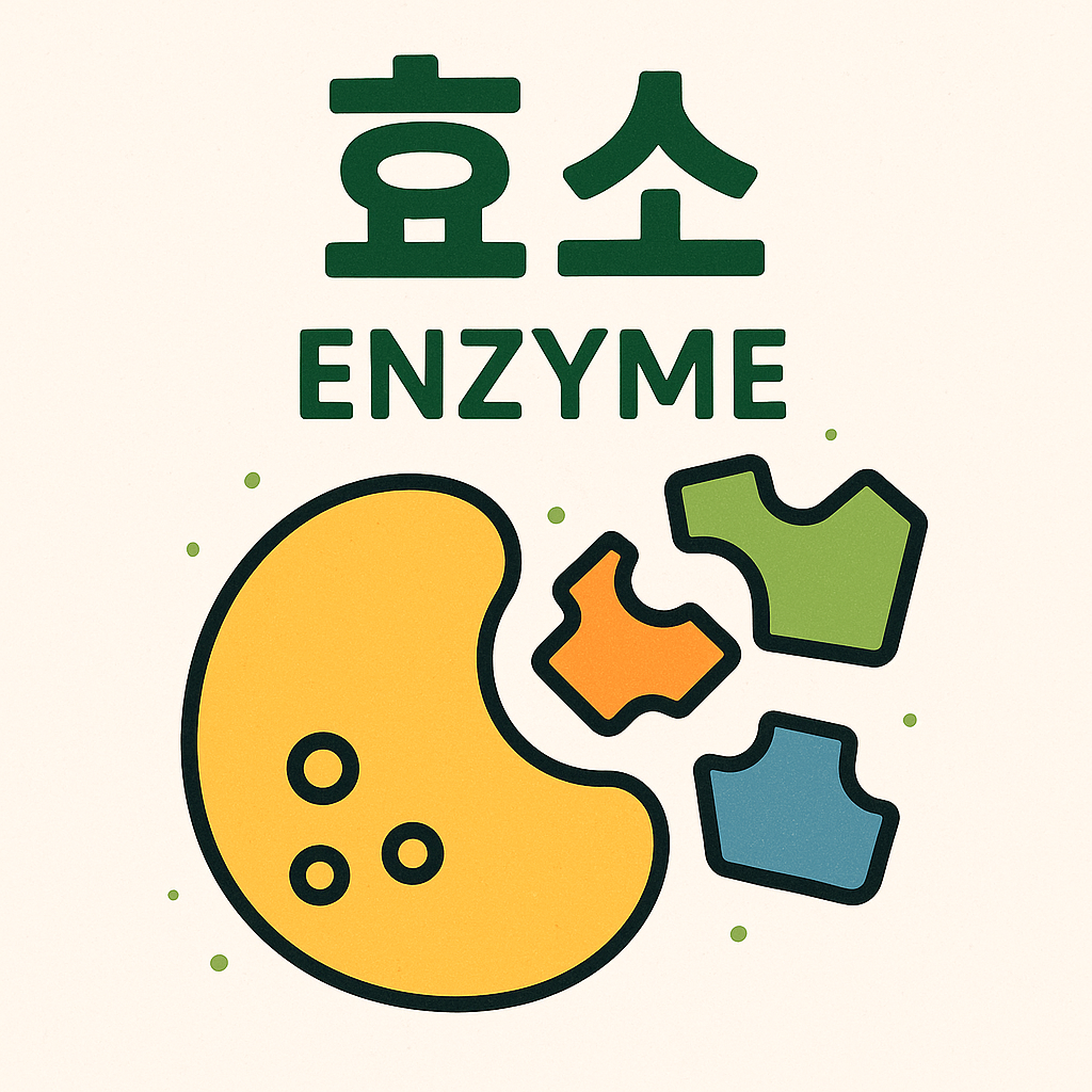 하루 2번, 7일만에 5kg 감량! 효소 다이어트 비법