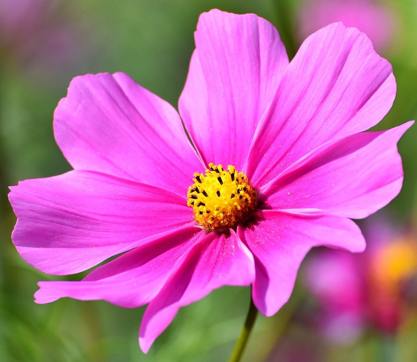 가을에 피는 꽃 종류 코스모스