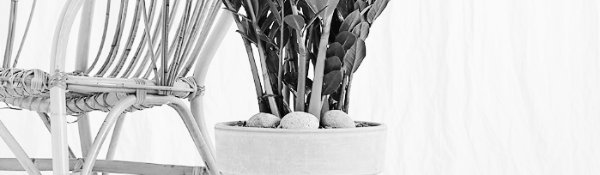 금전수 가지치기: 규칙적 가지치기 필요