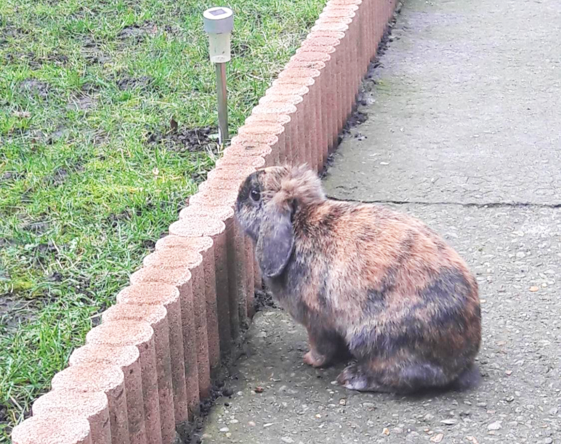 비웃는 뒷마당의 집토끼