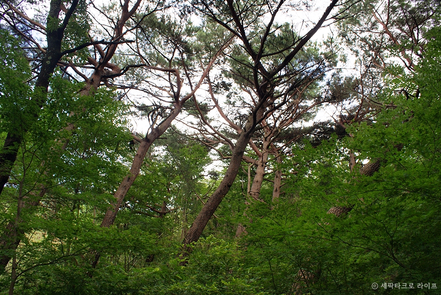 아홉산숲
