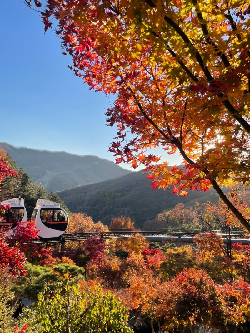 2025년 화담숲 봄시즌 예약