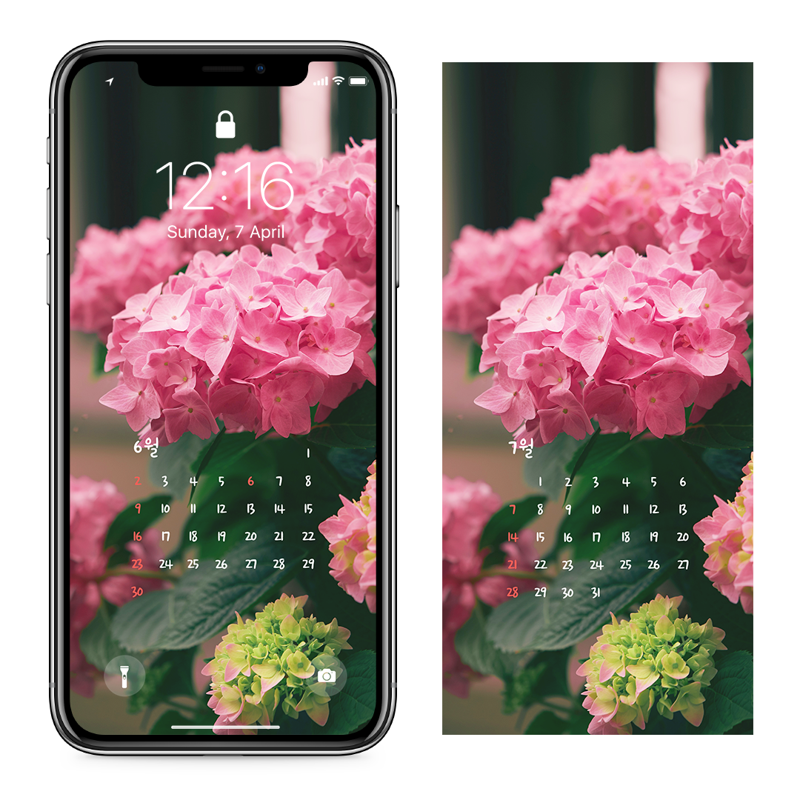 06 분홍수국 AB - 2024년6월 아이폰달력배경화면