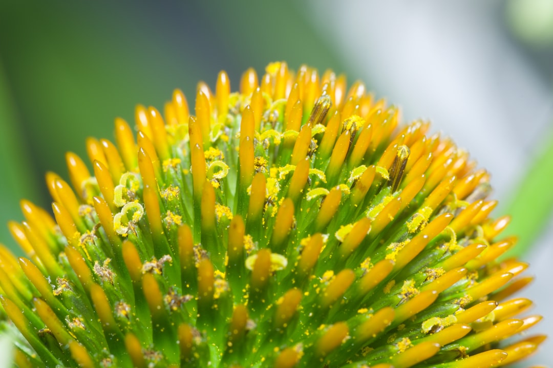Pollen