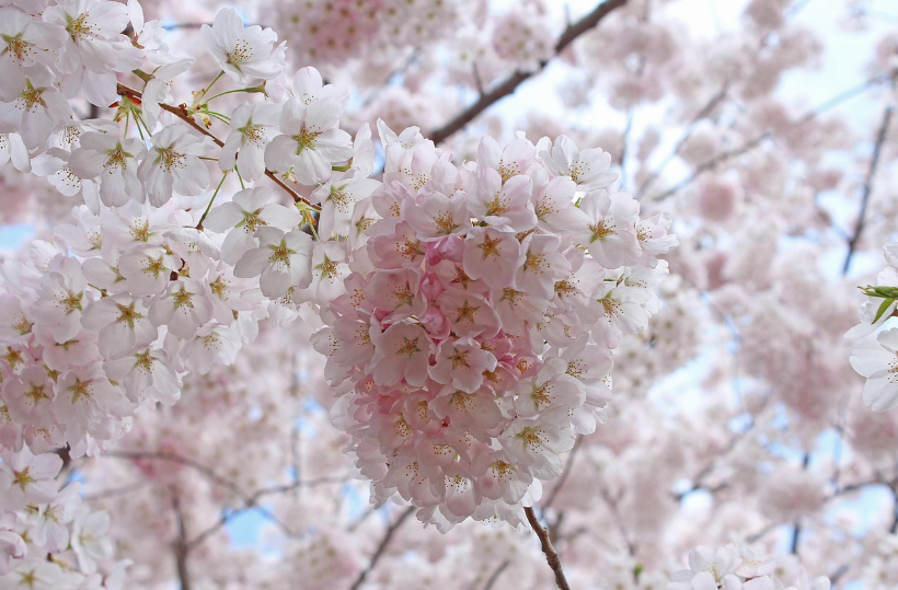 사쿠라노미야공원