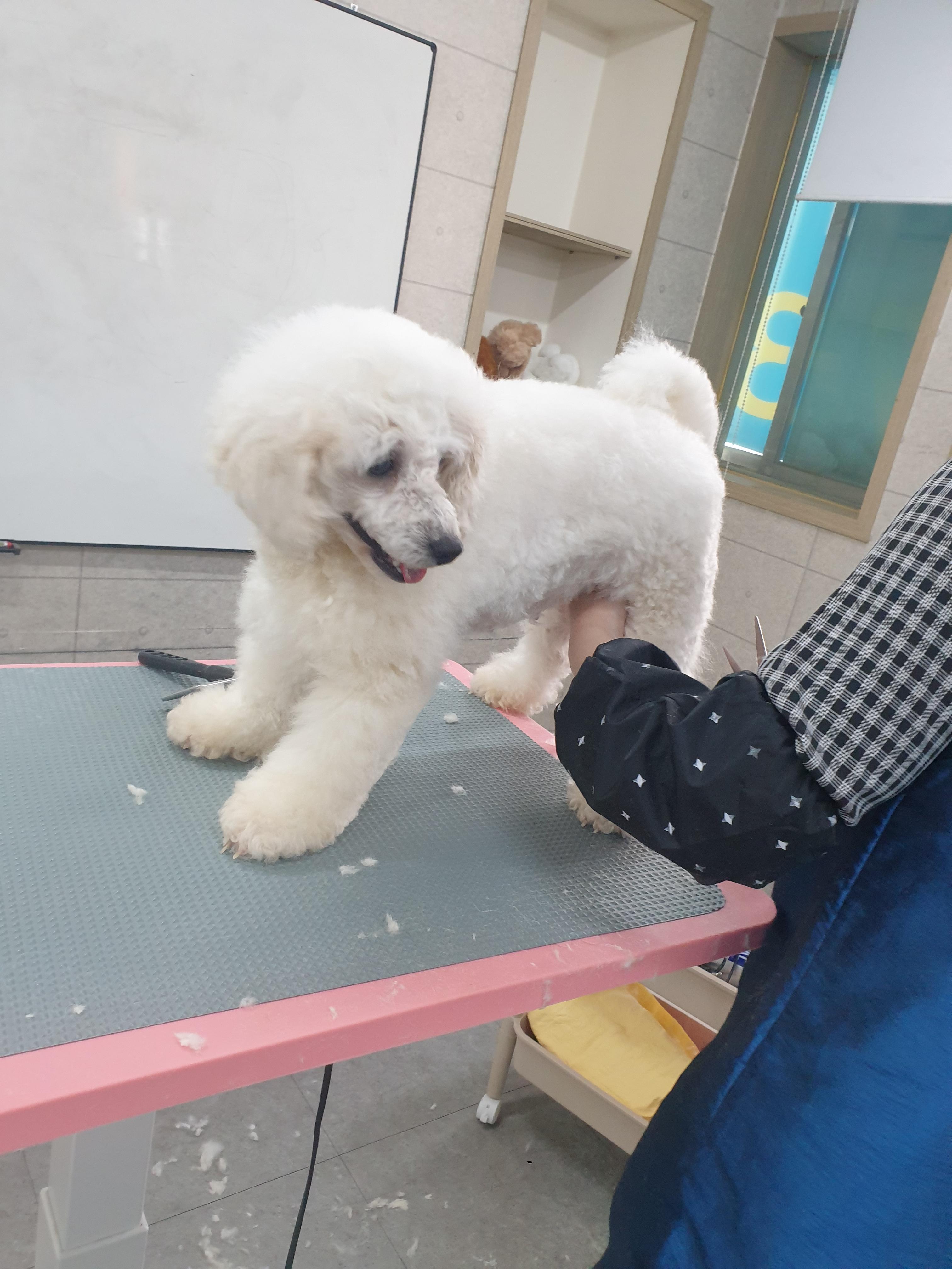 수성구애견미용학원 정애견미용학원
