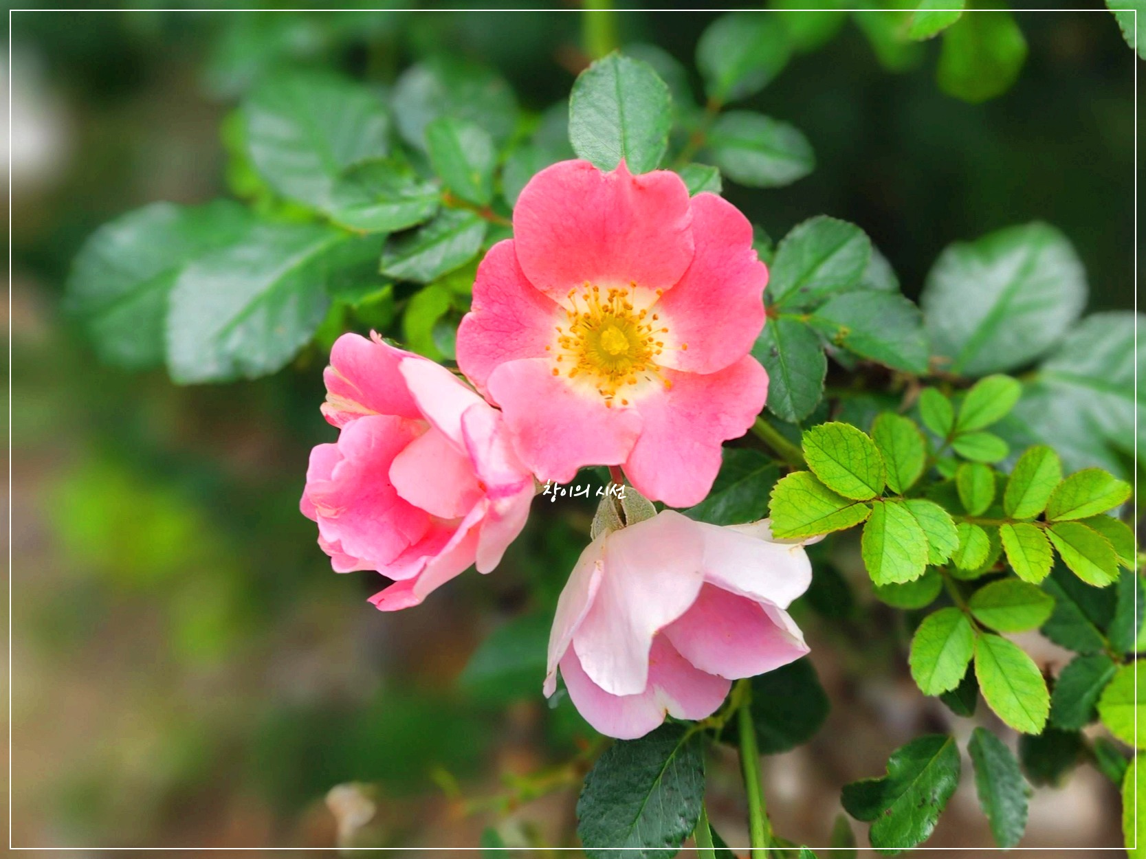 분홍찔레 여름꽃 꽃말 분홍찔레꽃말