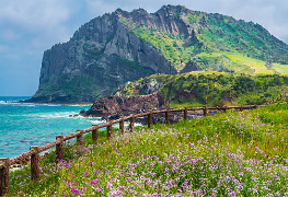 제주도 렌트카