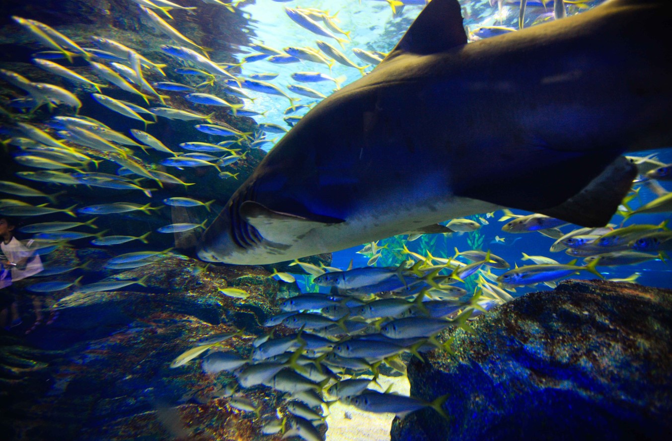 부산-아쿠아리움