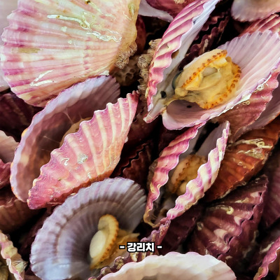 가리비 효능