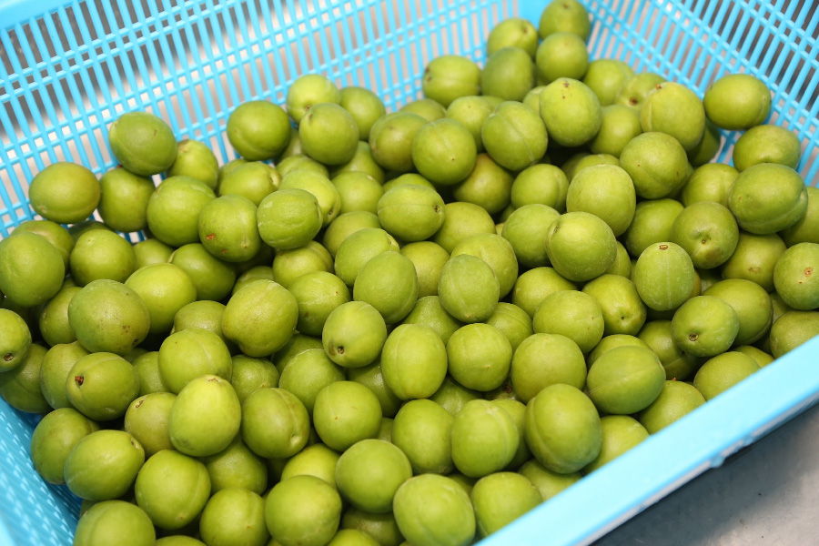야생의 매실나무에서 채취를 한 초록색의 매실을 잘 세척한 후에 하늘색 소쿠리에 담아두고 물기를 말리고 있는 것을 찍은 사진