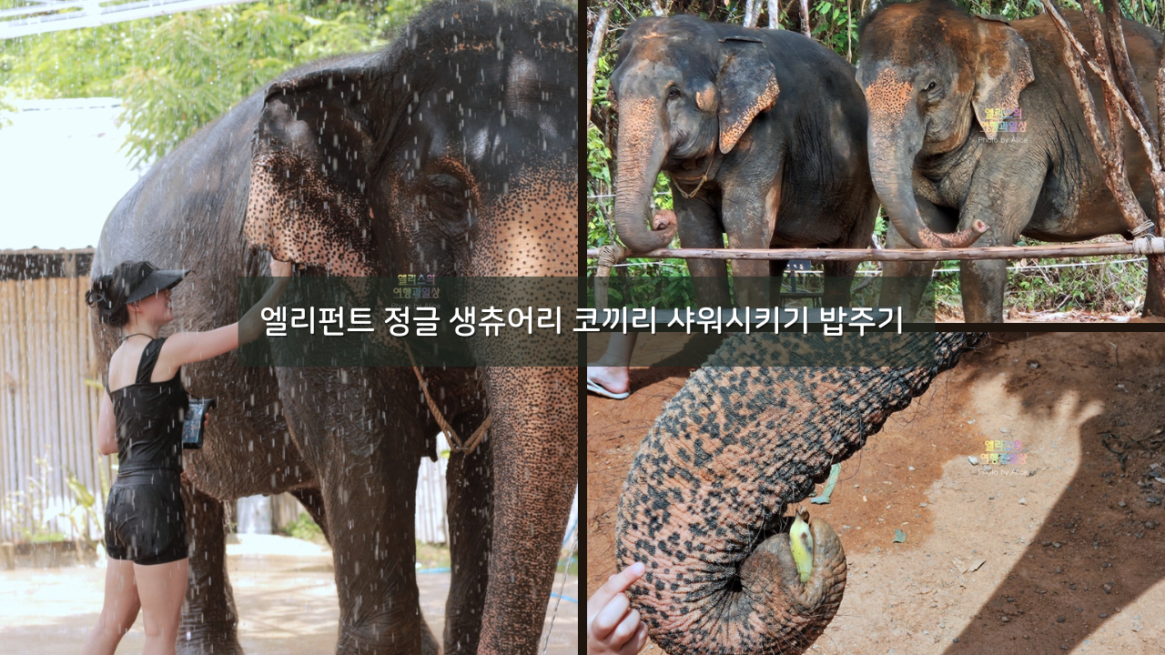 푸켓 가볼만한곳, 엘리펀트 정글 생츄어리 코끼리 샤워시키기 밥주기 후기