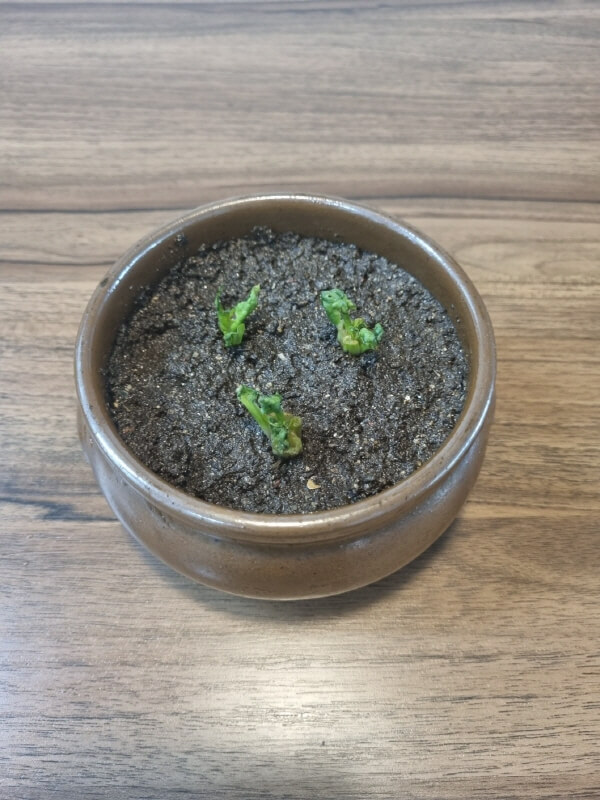 시금치 뿌리로 시금치 키우기 9일 차
