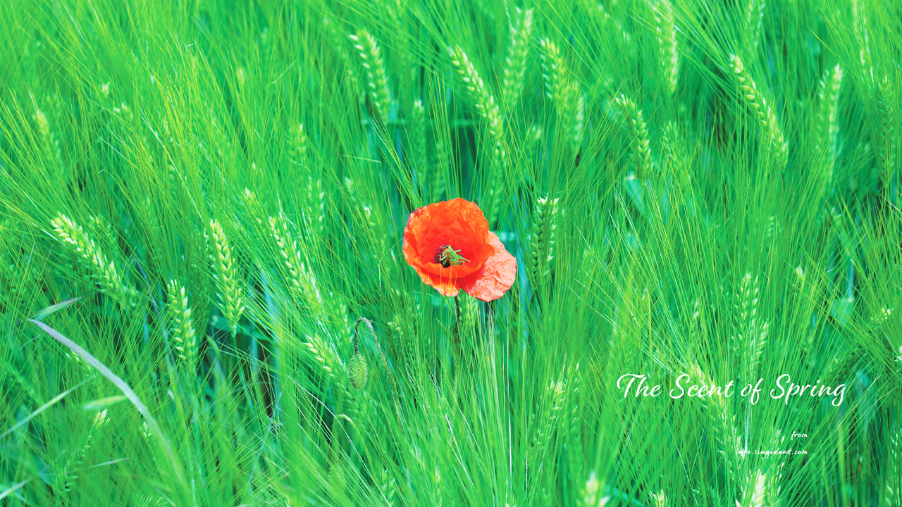 07 청보리밭의 꽃양귀비 C - The Scent of Spring 꽃배경화면
