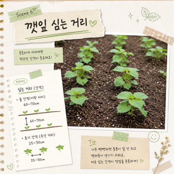 들깨 파종시기