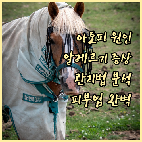 아토피 피부염과 알레르기 완전 분석:..