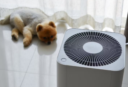 더위를 먹는 개.