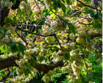 개심사 청벚꽃 개화시기 겹벚꽃 명소_7