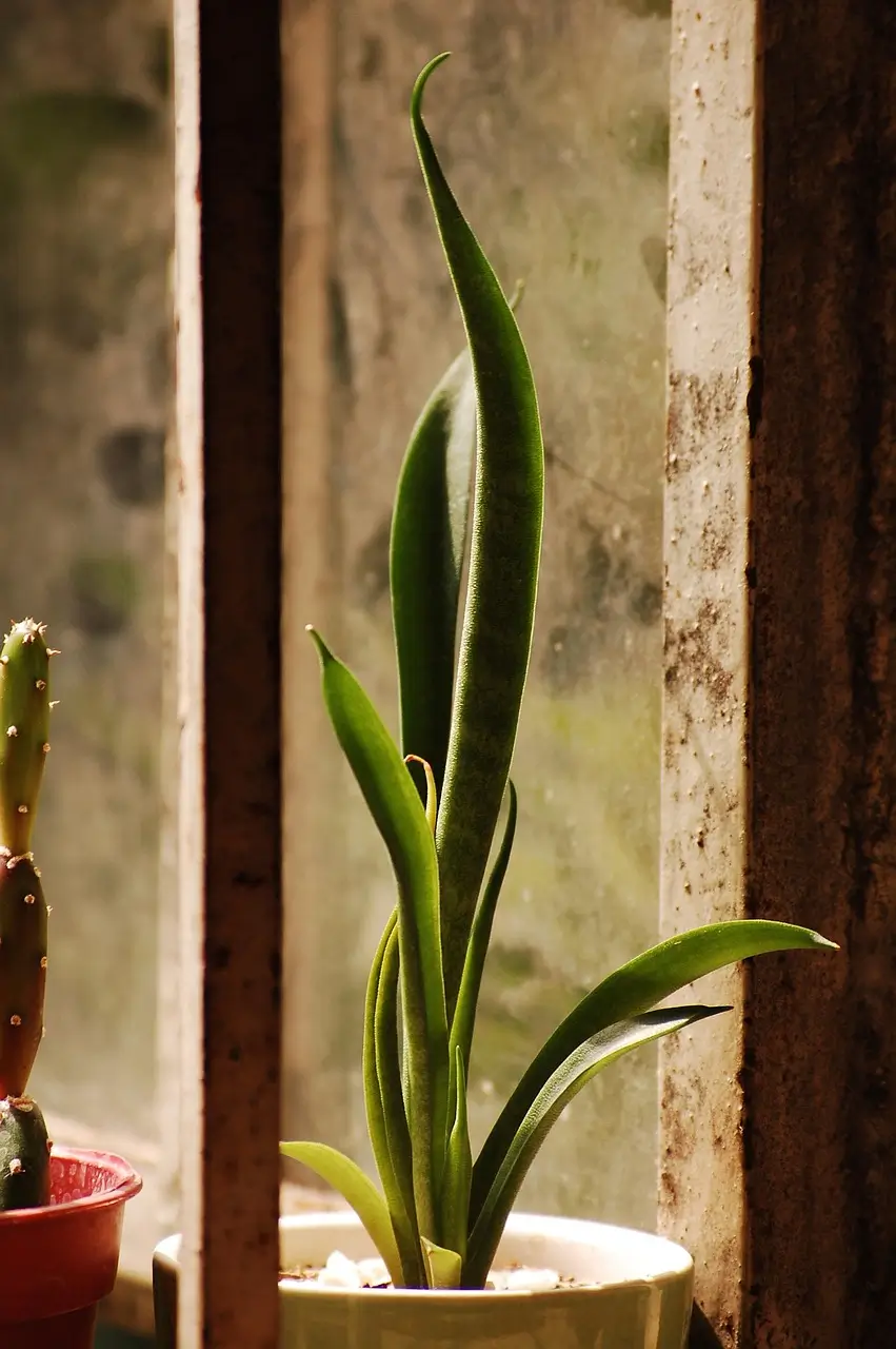 windowsill-5274402_1280