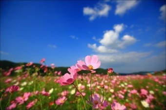 웨이뷰 코스모스 축제