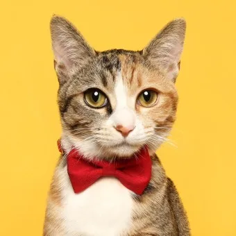 코숏 고양이 털색깔 종류 성격 수명_3