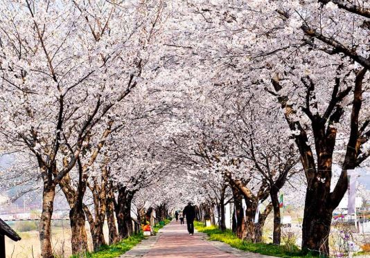 구미 벚꽃