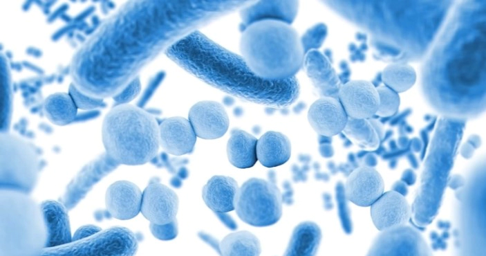 낙산균이란 낙산균 종류