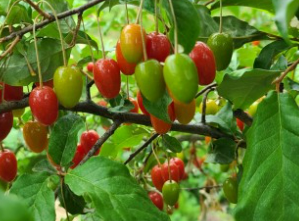 보리수 열매 효능