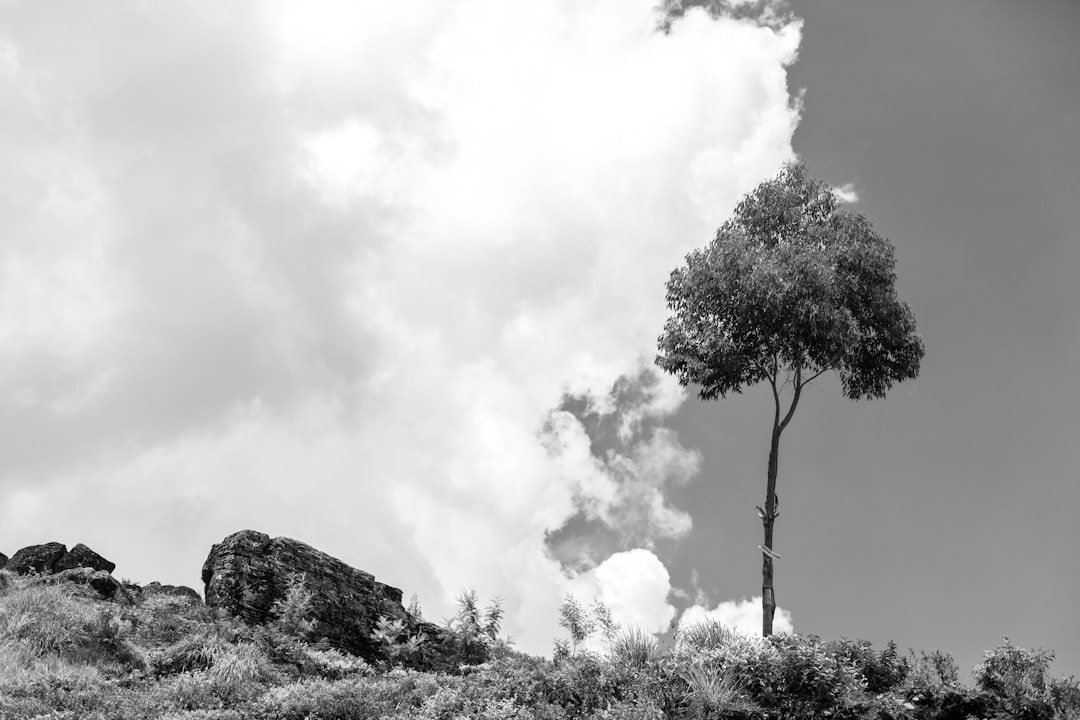 'Buffer'