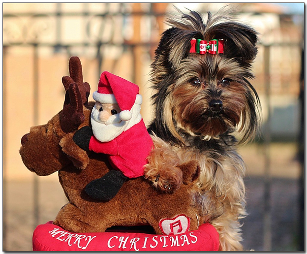 산타인형과 함께 요크셔테리어