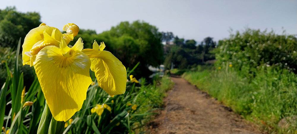 하논오름 노란창포꽃