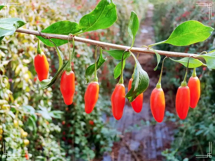 경북 예천 구기자엿 파는 곳 전국 택배 온라인 전화 주문 추천