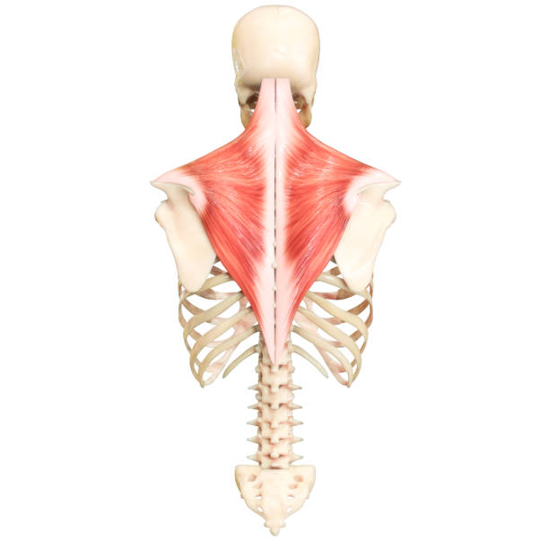 거북목 증후군 굽은등 증상 교정 운동 스트레칭 상부 승모근 통증 펴주는 펴는 펴주는