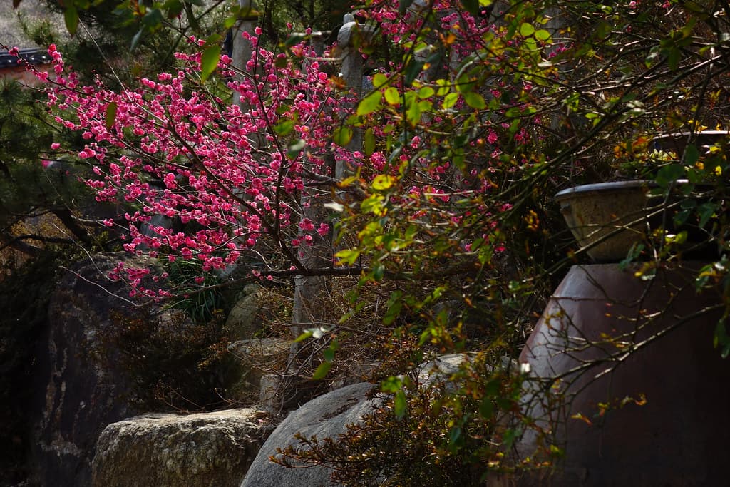 2025 광양 매화축제 총정리! 일정, 명소, 교통, 꿀팁까지 한눈에 보기