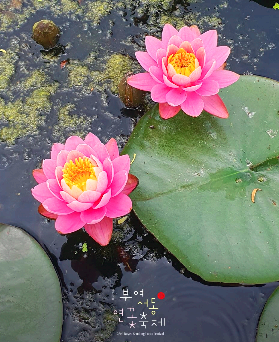 부여서동연꽃축제