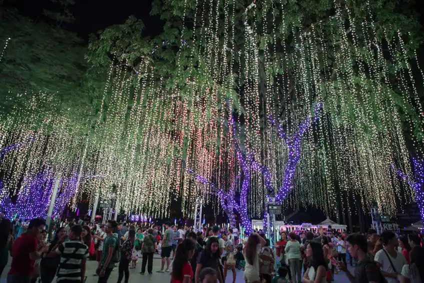 필리핀 버드나무 크리스마스 트리